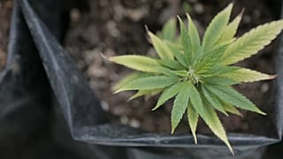 La yerba mate con cannabis florece en Uruguay