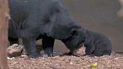 Première sortie pour le petit ourson du zoo de Chester