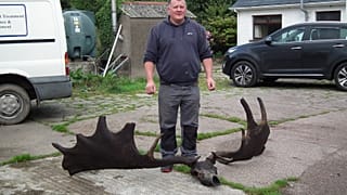 "Pescan" un gigantesco cráneo de un alce irlandés extinguido