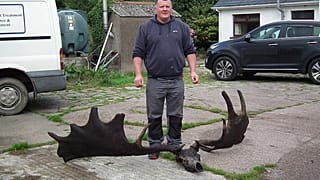 I resti di un alce estinto, vecchi oltre 10.000 anni, "pescati" in Irlanda