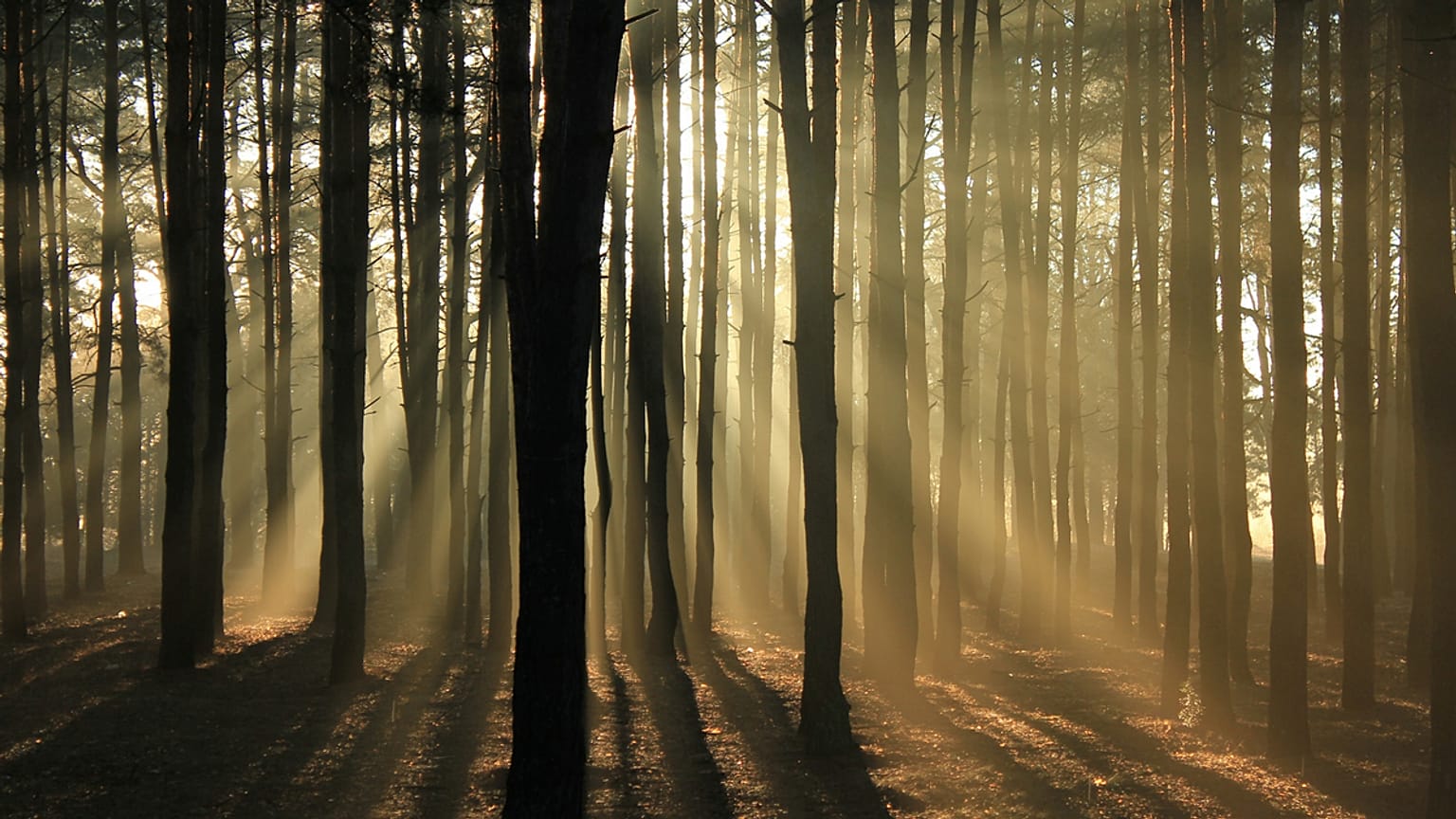 Forest "bathing" to clean the mind