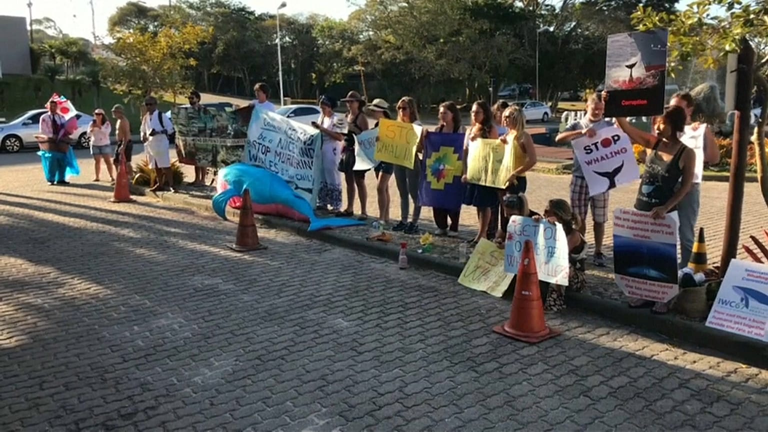 Caça à baleia de novo em discussão