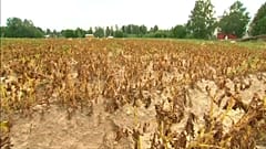Небогатый урожай норвежских фермеров