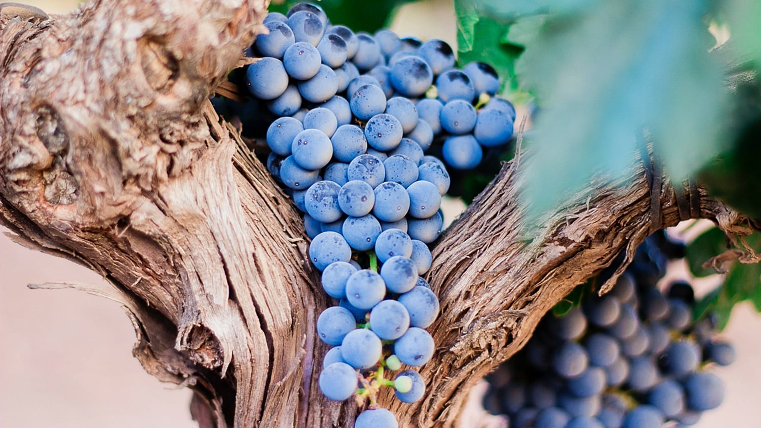 On the trail of Moldovan wine