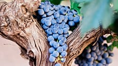 On the trail of Moldovan wine