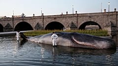 ¿Qué hace un cachalote varado en el río Manzanares de Madrid?
