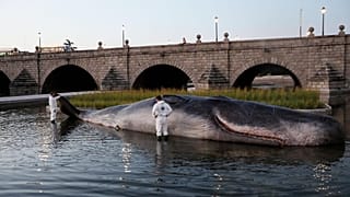 ¿Qué hace un cachalote varado en el río Manzanares de Madrid?