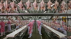 Jiangsu, China, June 16, 2016. Chicken processing plant. © George Steinmetz