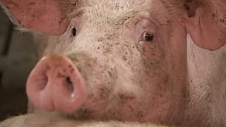 Schweinepest hat Belgien erreicht