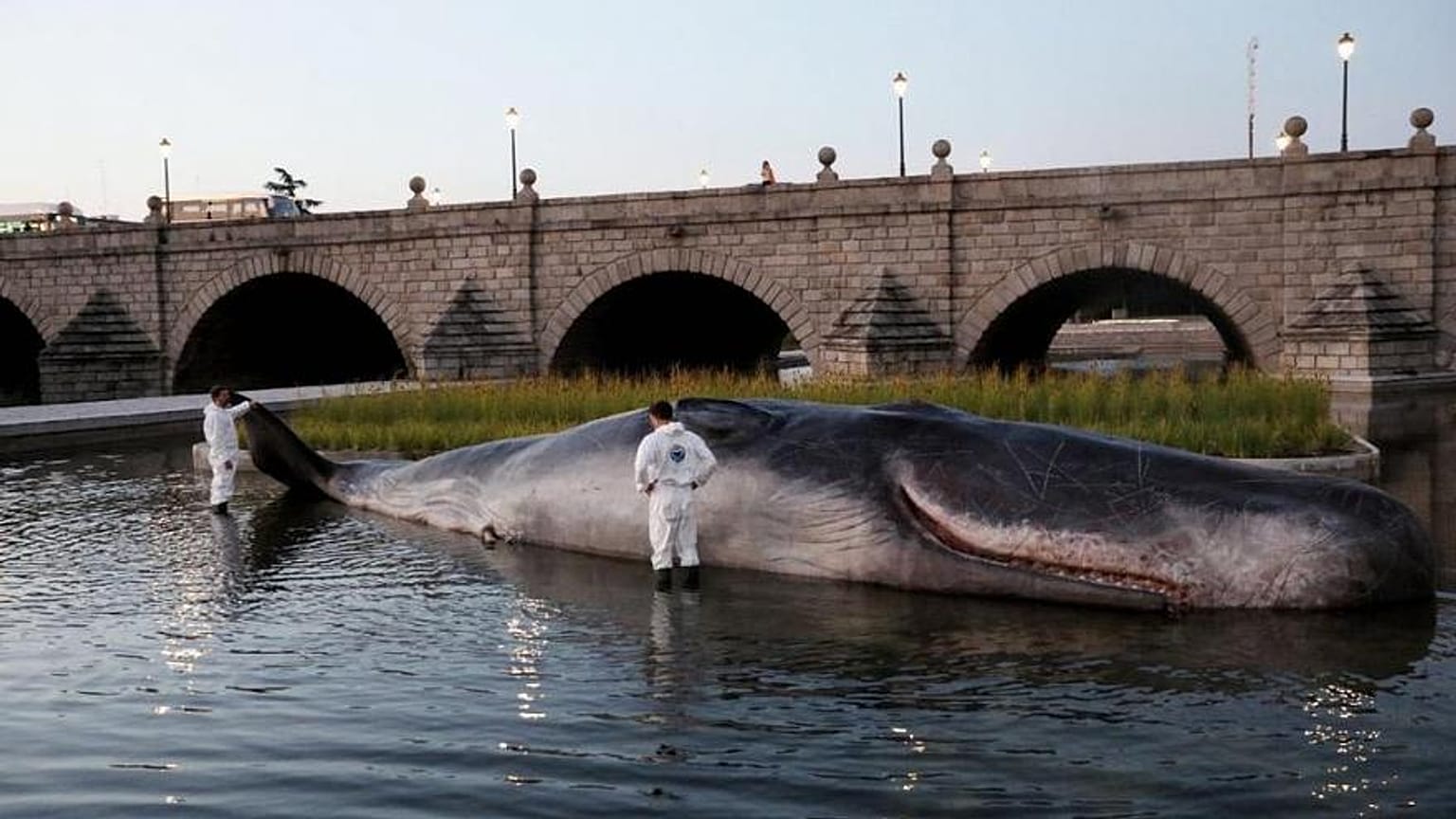 Cosa ci fa un capodoglio arenato sul fiume Manzanares a Madrid?