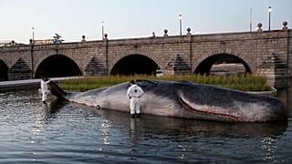 Cosa ci fa un capodoglio arenato sul fiume Manzanares a Madrid?