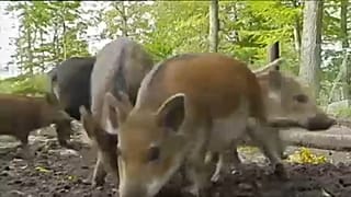 Sertéspestis Belgiumban