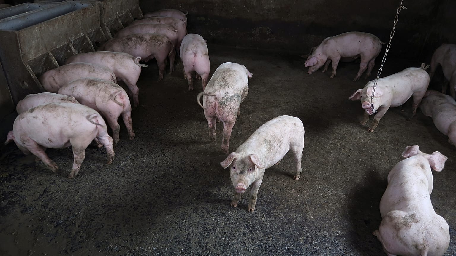 La fièvre porcine africaine aux portes de la France