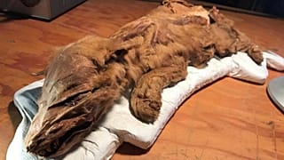 Kanada'da 50 bin yıllık yavru kurt ve geyik sergide