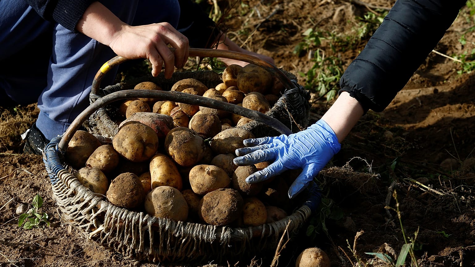 tarım patates