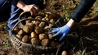 tarım patates