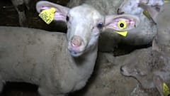 Maltraitance animale : ouverture du procès d'un abattoir à Pau