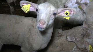 Maltraitance animale : ouverture du procès d'un abattoir à Pau