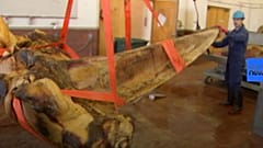 Watch: Museum staff show preservation process of whale skeleton