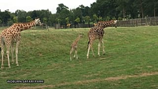 Rare Rothschild giraffe calf born at Woburn Safari Park