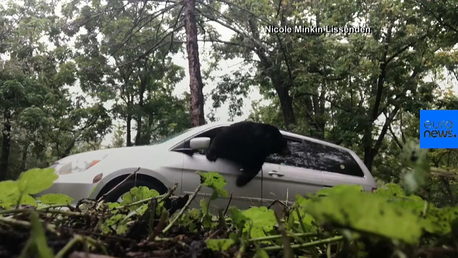 Bear behind the wheel shocks North Carolina family