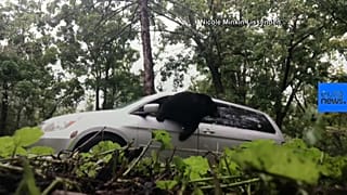 Bear behind the wheel shocks North Carolina family