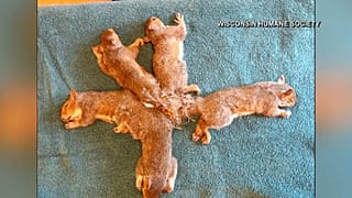 Ловушка из хвостов: как спасали бельчат 