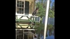 O homem que salva cães após o Florence