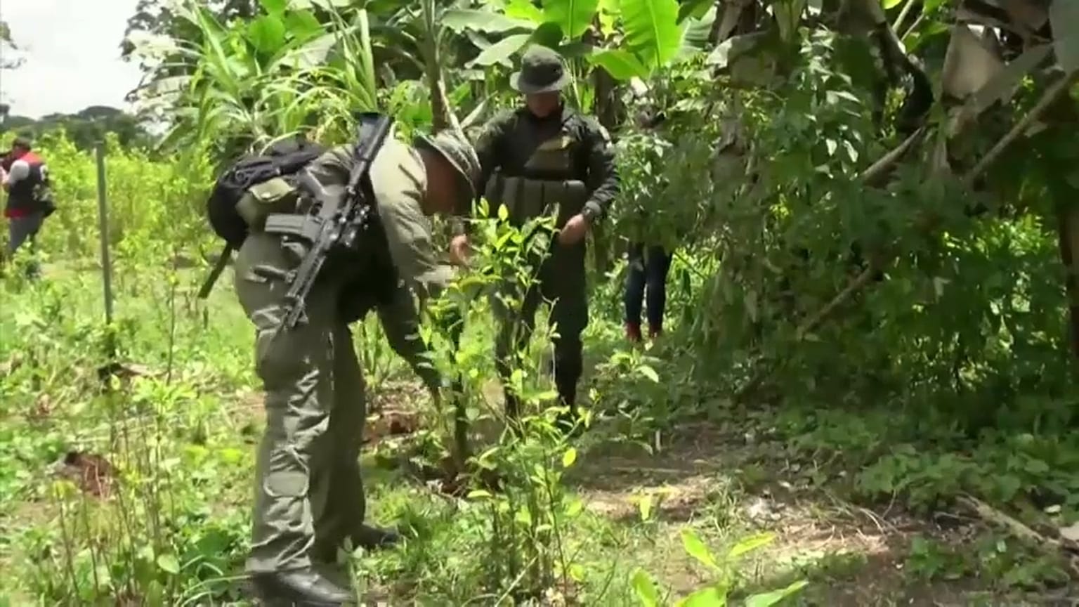 Aumento recorde da produção de coca na Colômbia