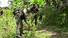 Aumento recorde da produção de coca na Colômbia