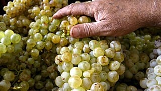 عنقود عنب لإعداد العرق في منقطة تعنايل في وادي البقاع بلبنان