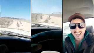 Video: Avustralya'da deve kuşlarını 'acımasızca' ezen şoför aranıyor 