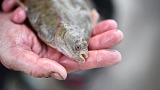 Fish eaters beware! European report warns of mercury threat