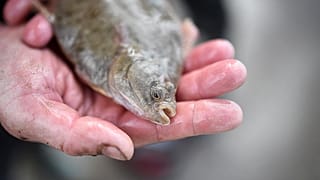 Fisch-Esser aufgepasst! EU-Bericht warnt vor Quecksilber-Gefahr