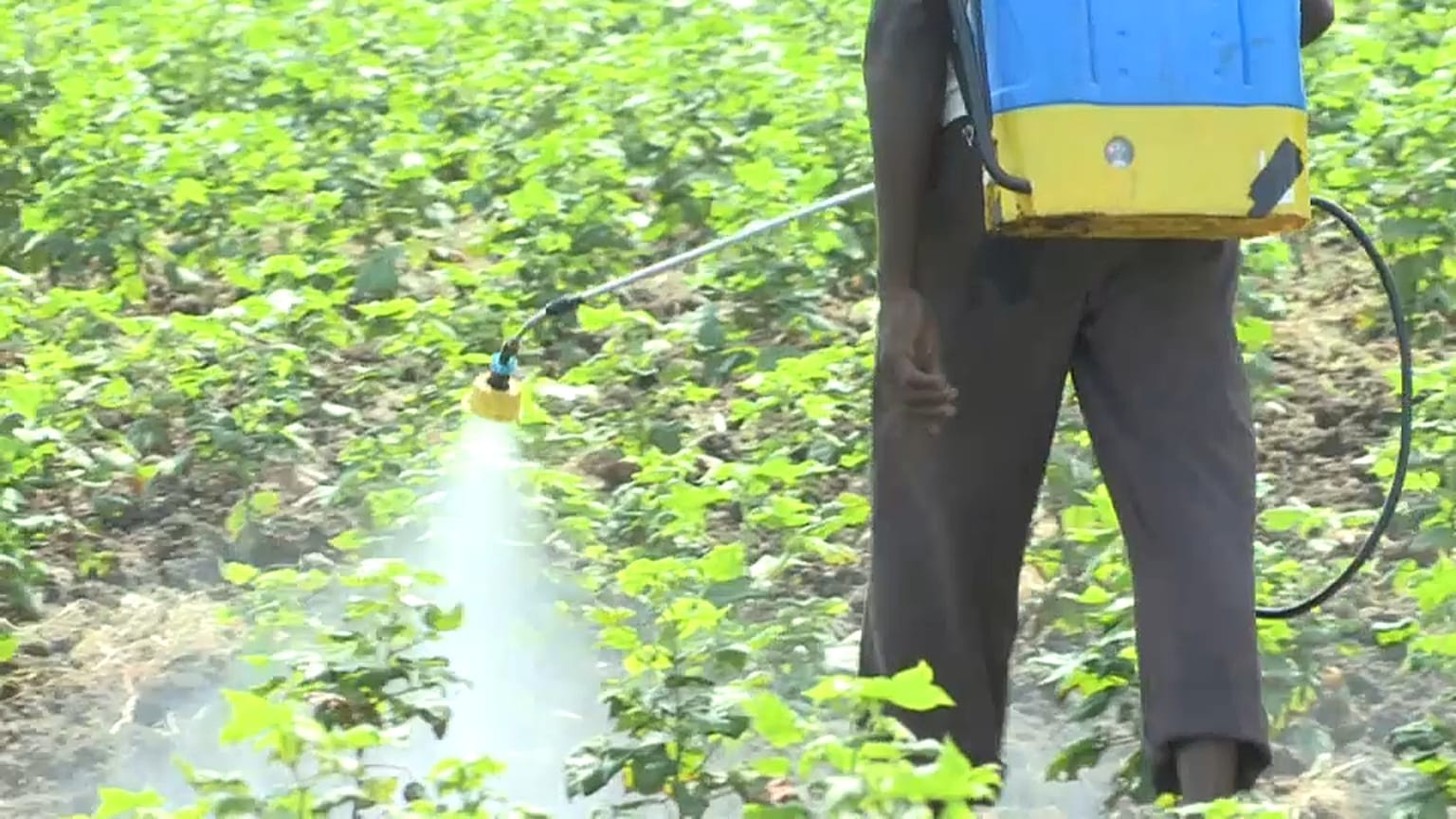 Inde : alerte aux pesticides mortels 
