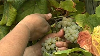 Alvarinho regista quebra de produção