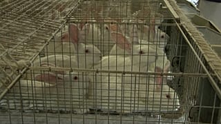 Stop alle gabbie negli allevamenti: l'iniziativa dei cittadini europei