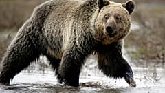 Les Cheyennes sauvent la peau de leurs "frères" grizzlis à Yellowstone