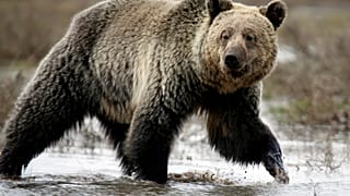 I Cheyenne salvano la pelle dei loro "fratelli" grizzly nello Yellowstone Park