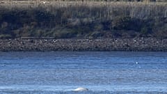 Beluga whale in Thames is 'extremely unusual sighting', says ecologist
