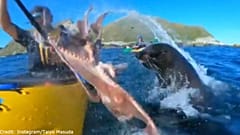 Watch: Seal slaps kayaker's face with octopus in New Zealand