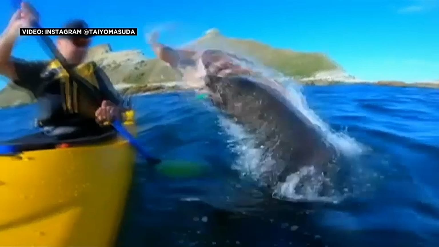 La cara que se te queda cuando una foca te da una bofetada con un pulpo