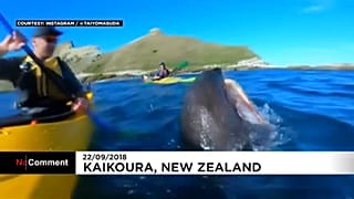 E se uma foca usasse um polvo para lhe dar uma chapada?