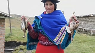Ekvador'da göçmen kuşların gizemli intiharına cevap aranıyor