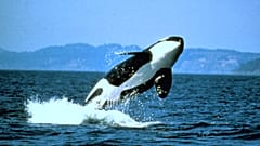 La mitad de las orcas del mundo pueden morir por el plástico