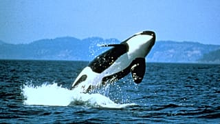 La mitad de las orcas del mundo pueden morir por el plástico