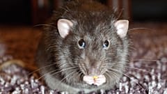 Man develops rat disease in Hong Kong