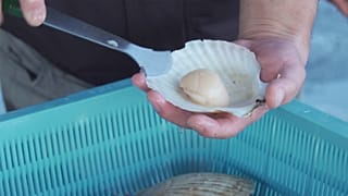 Vieiras japonesas, un tesoro gastronómico en el país del sol naciente