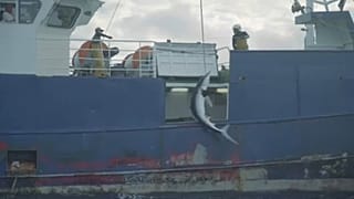 Αδιάκοπα συνεχίζεται η παράνομη αλιεία του απειλούμενου μπλε καρχαρία