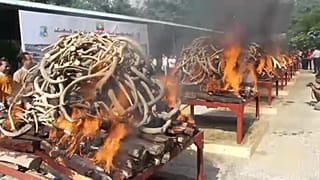 Myanmar'dan kaçak avcılığa büyük darbe